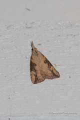 Hypena humuli
