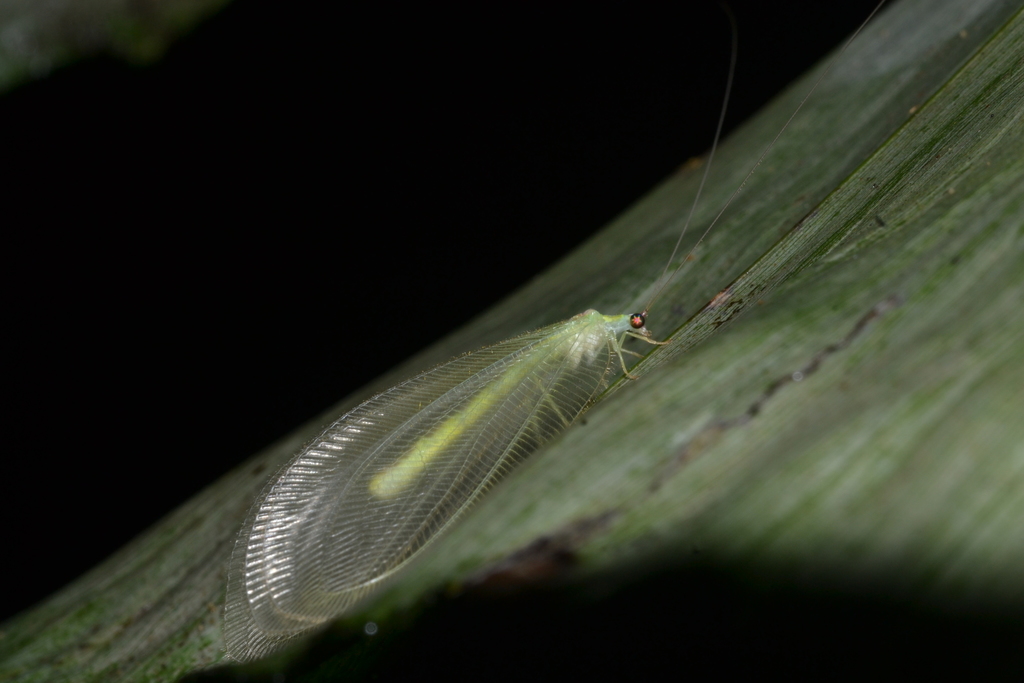 Nobilinus