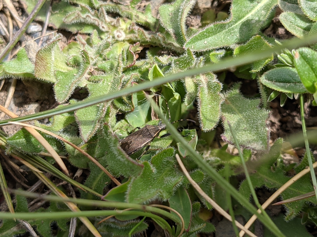 Dicranocephalus marginicollis