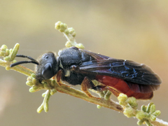Sphecodes rubripes
