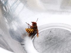 Vespa crabro