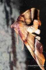 Plagodis phlogosaria