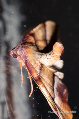 Plagodis phlogosaria