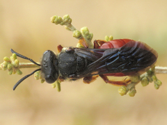 Sphecodes rubripes