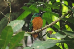 Jacamerops aureus