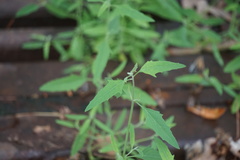 Chenopodium ficifolium