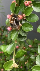 Bombus hypnorum