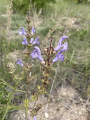 Salvia hypargeia