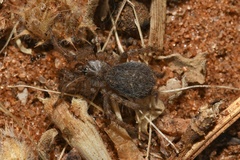 Thelechoris striatipes