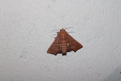 Targallodes vittalba