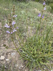 Salvia hypargeia