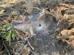 Thelechoris striatipes