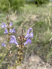 Salvia hypargeia