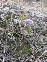 Pulsatilla dahurica