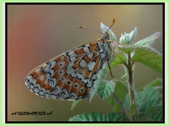 Euphydryas desfontainii