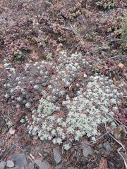Artemisia lagopus