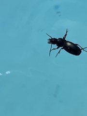 Pterostichus madidus