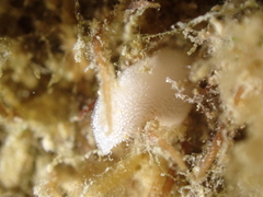 Jorunna tomentosa