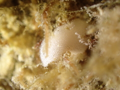 Jorunna tomentosa