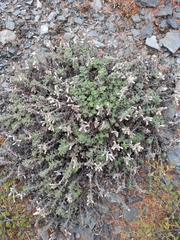 Dracocephalum palmatum