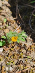 Lotus angustissimus