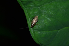 Blattella lituricollis