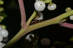Parasigmoidella hubeni