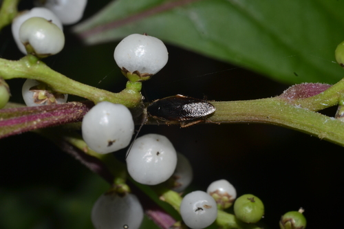 Genus Parasigmoidella · iNaturalist