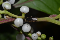 Parasigmoidella hubeni