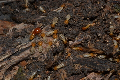 Macrotermes gilvus