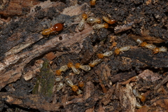 Macrotermes gilvus