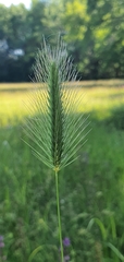 Hordeum bulbosum