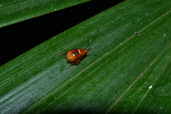 Pachnepteryx signaticollis