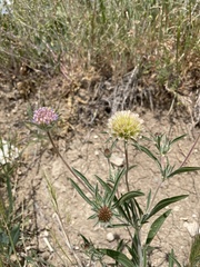 Scabiosa rotata