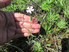 Silene linnaeana