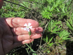 Silene linnaeana