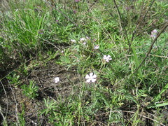 Silene linnaeana