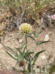 Scabiosa rotata
