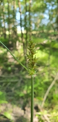Carex otrubae