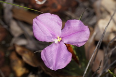 Patersonia pygmaea