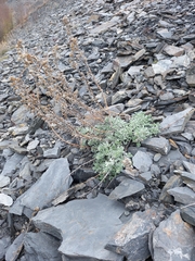 Artemisia lagopus