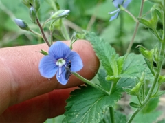 Veronica chamaedrys