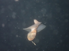 Akera bullata