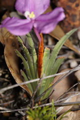 Patersonia pygmaea