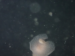 Akera bullata