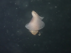 Akera bullata