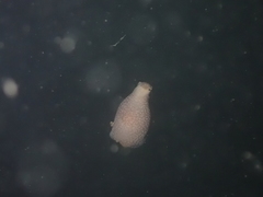 Akera bullata