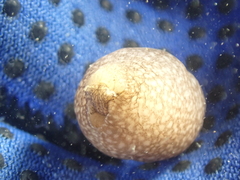 Akera bullata