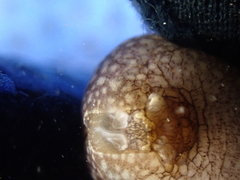 Akera bullata