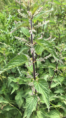 Urtica dioica